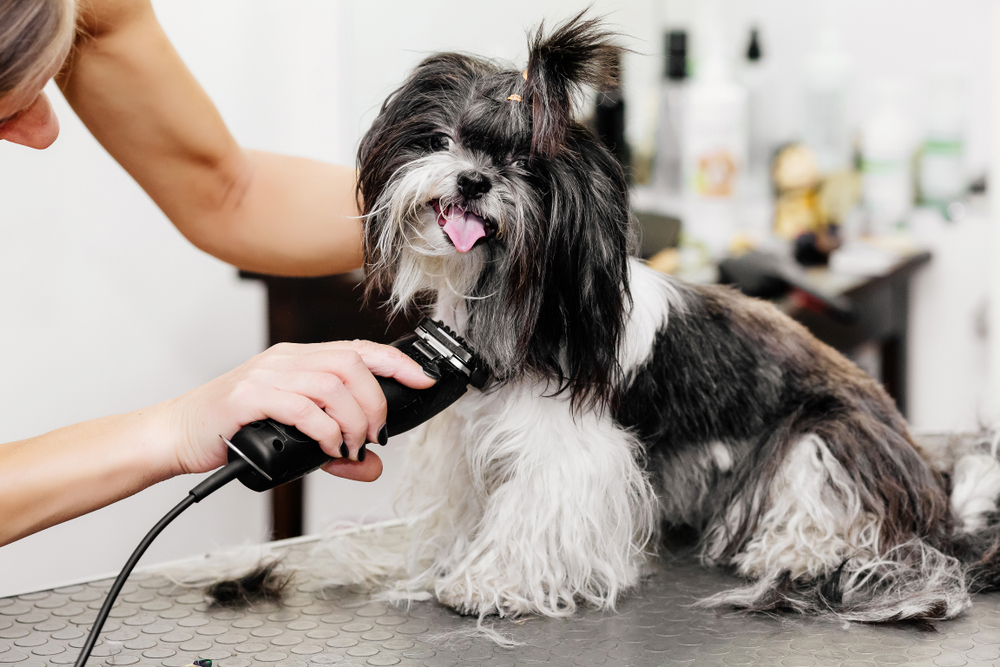 best dog grooming clippers