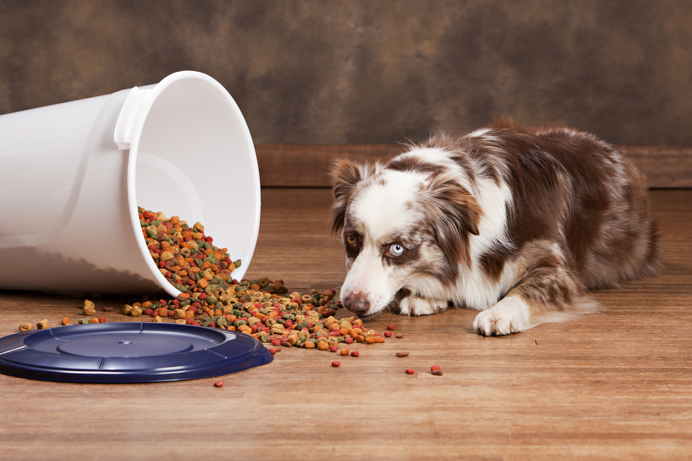 Best Dog Food Storage Containers