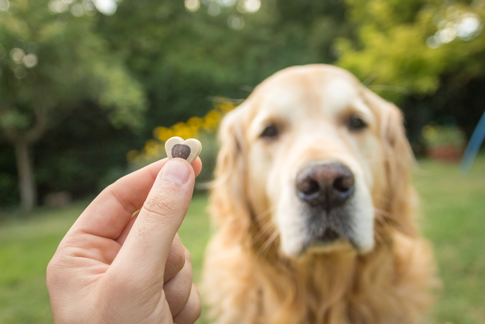 Best Dog Treats