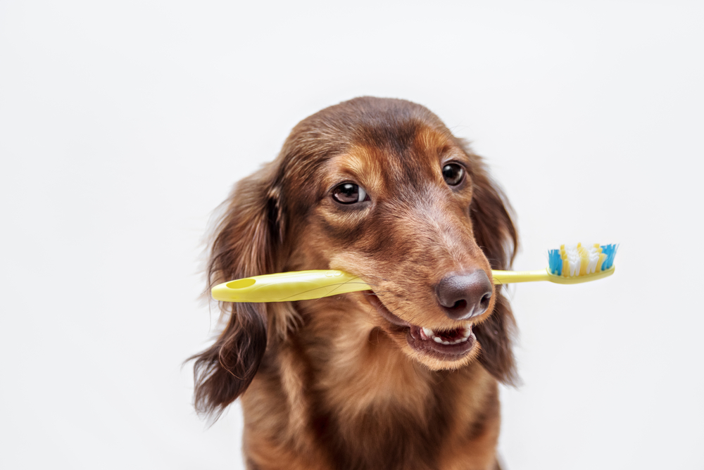 Best Dog Tooth Brushing Kits