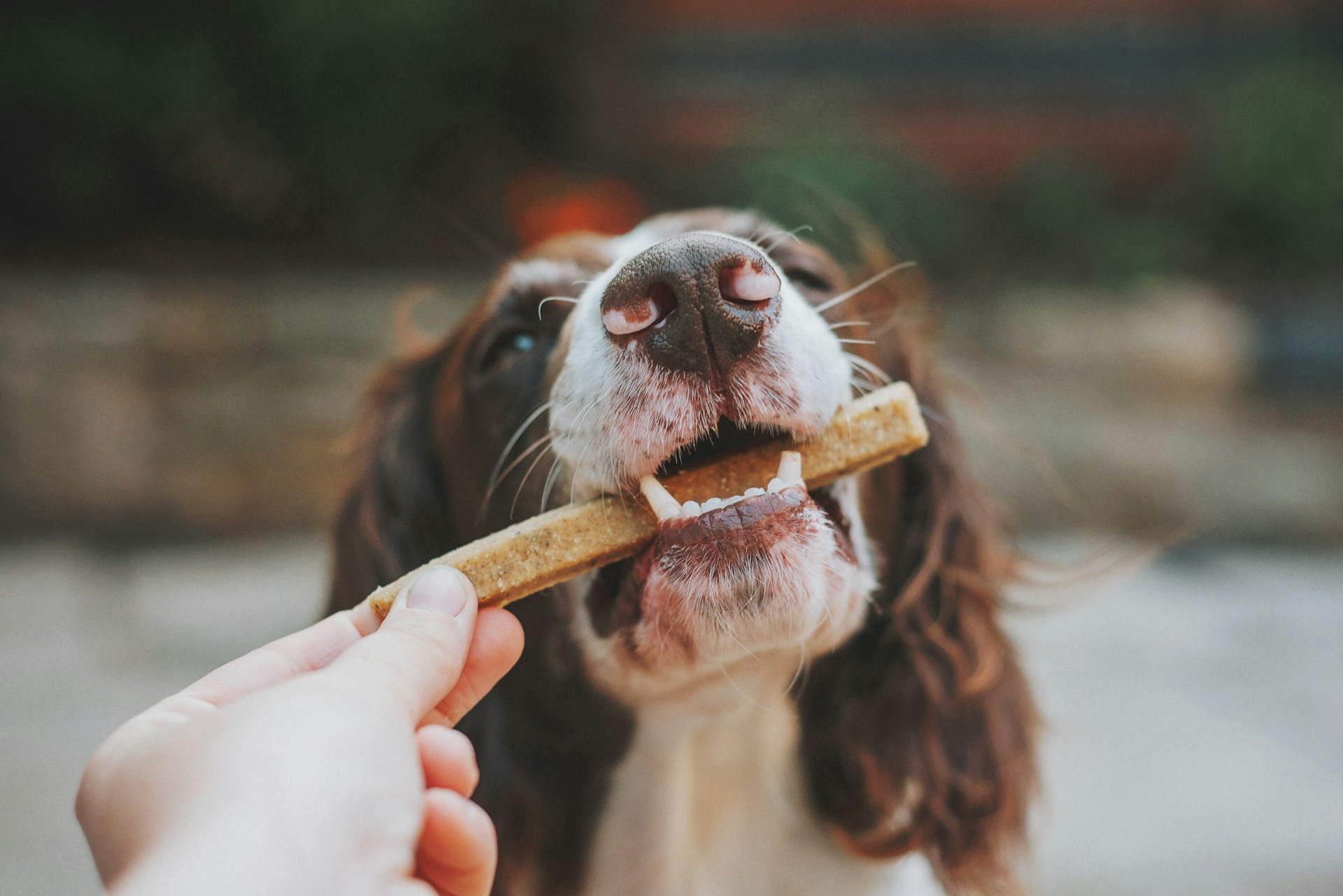 best dog treats