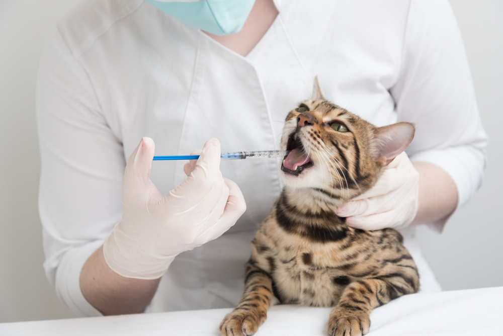 Best Oral Syringes for Pets