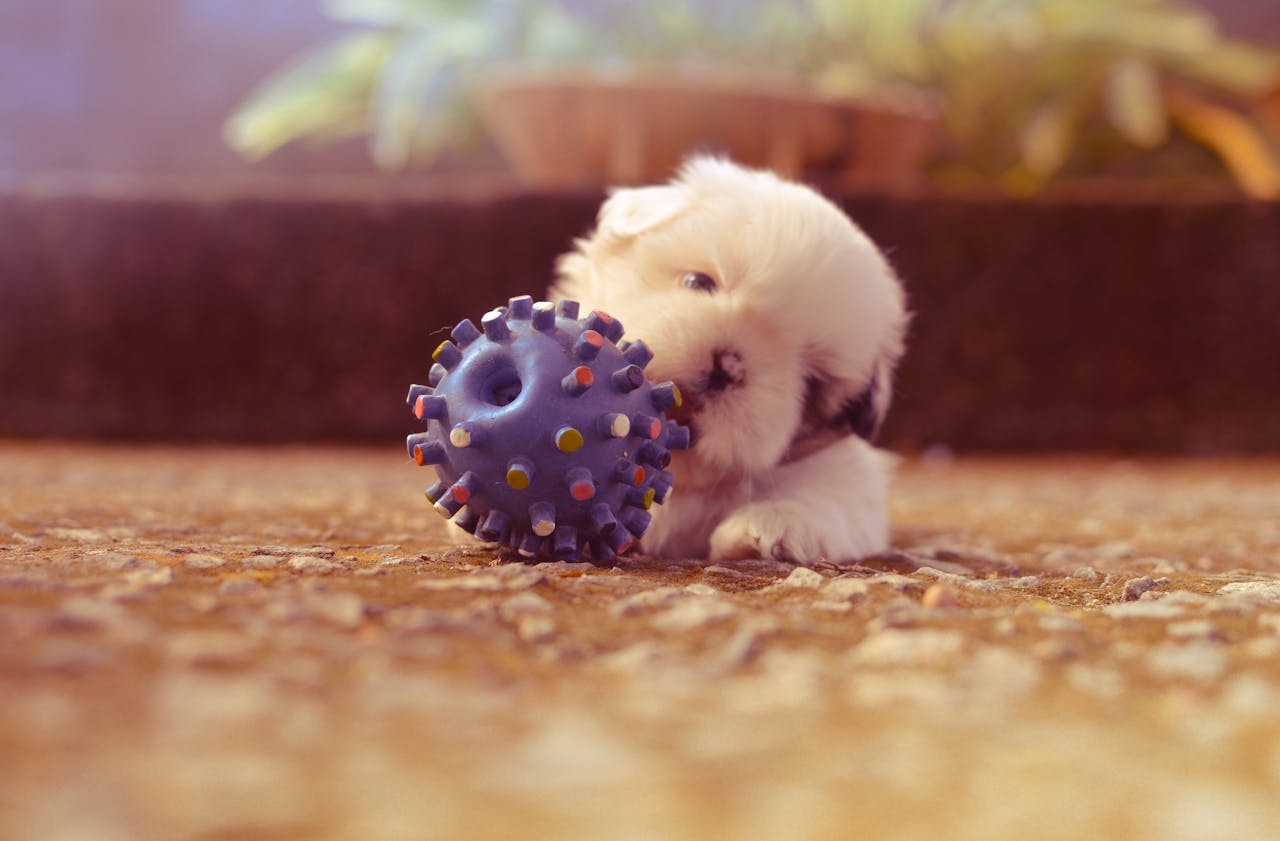 best puppy toys