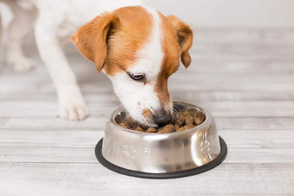 Best Natural Puppy Foods