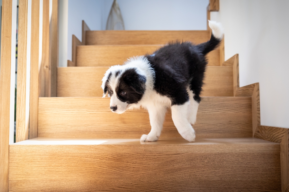 main image for the best dog stairs