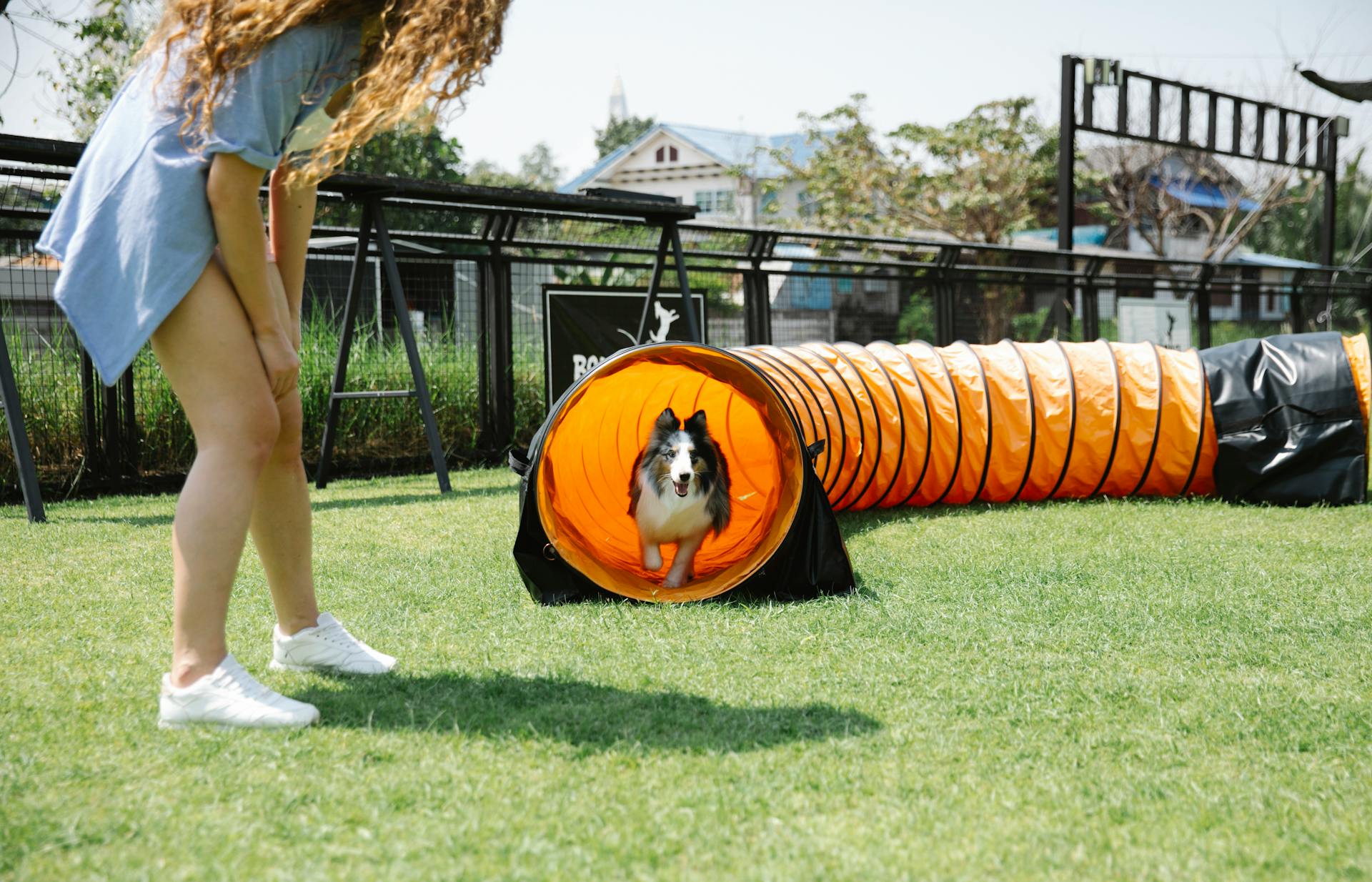 main image for the best dog tunnel in 2024