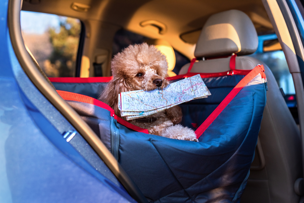 main image for the best car seat for small dogs