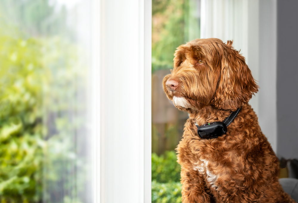 the-best-bark-collar-dogtime