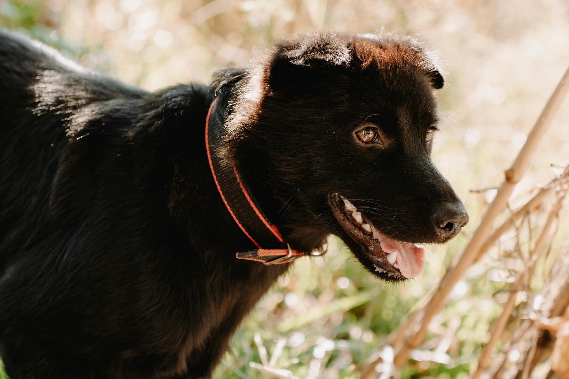 main image for the best martingale dog collars in 2024