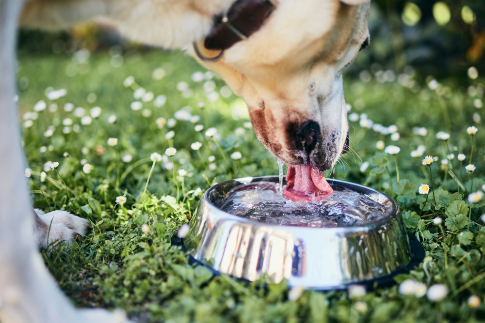 Best No Spill Water Bowls for Dogs