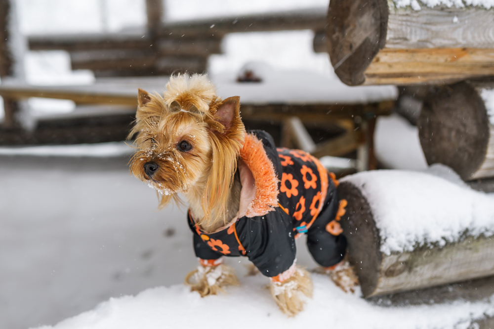 Best Dog Snowsuits