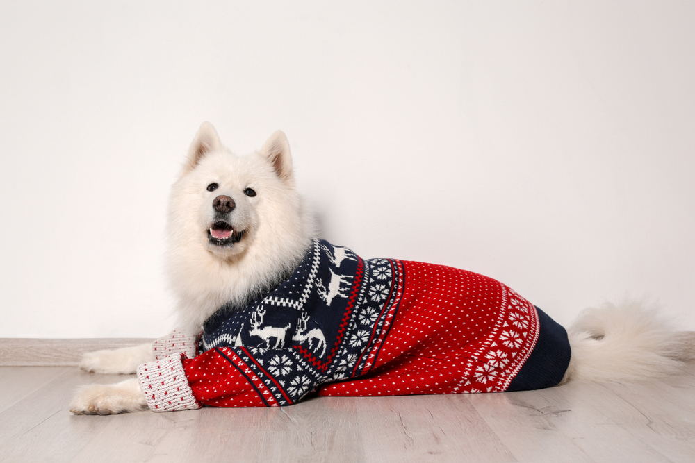 main image for the best sweaters for large dogs