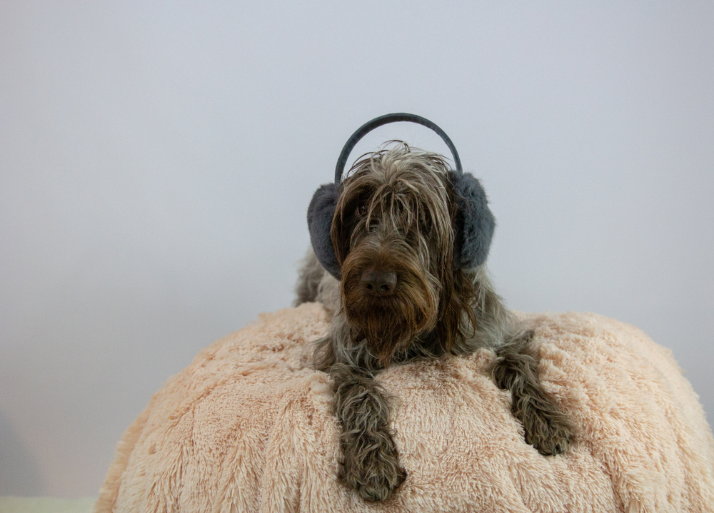 The Best Dog Earmuffs Dogtime
