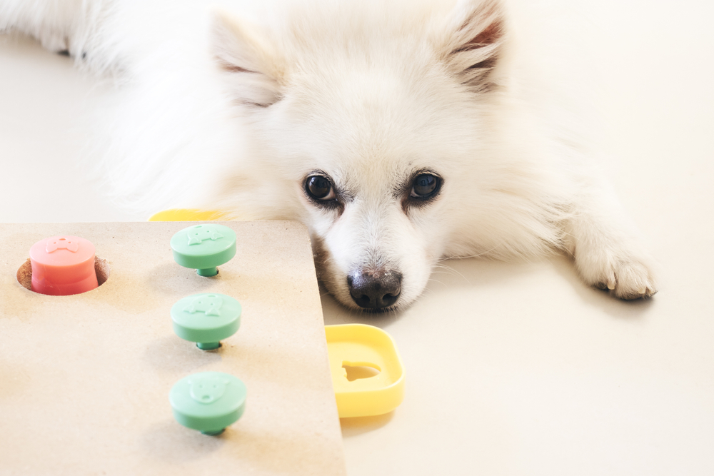 main image for the best interactive pet toys