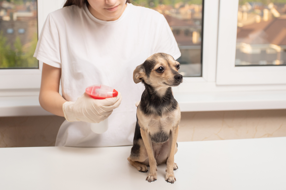 The Best Flea Sprays for Dogs Dogtime