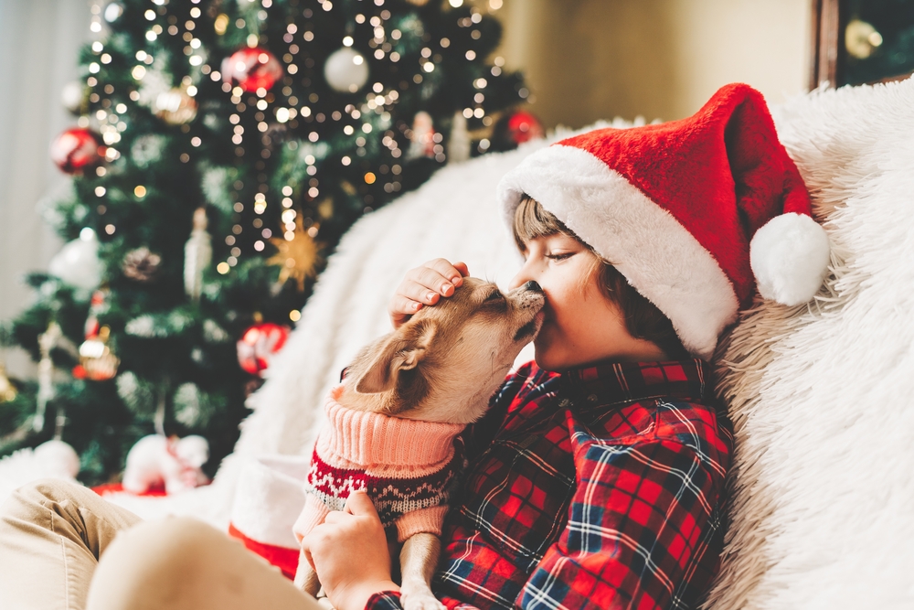 main image for the best festive dog sweaters