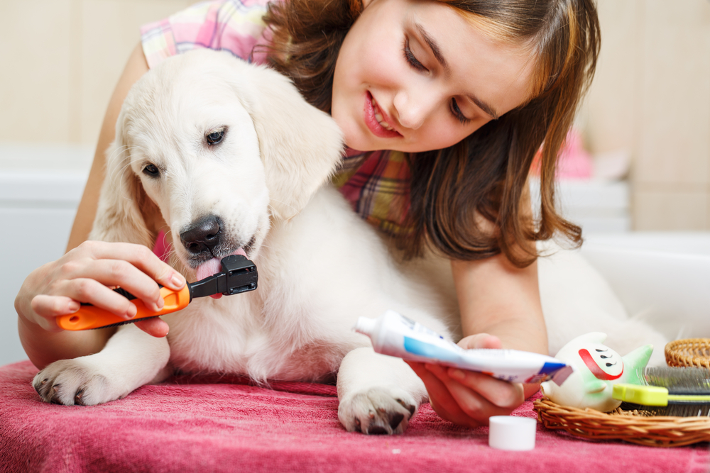 best organic dog toothpaste