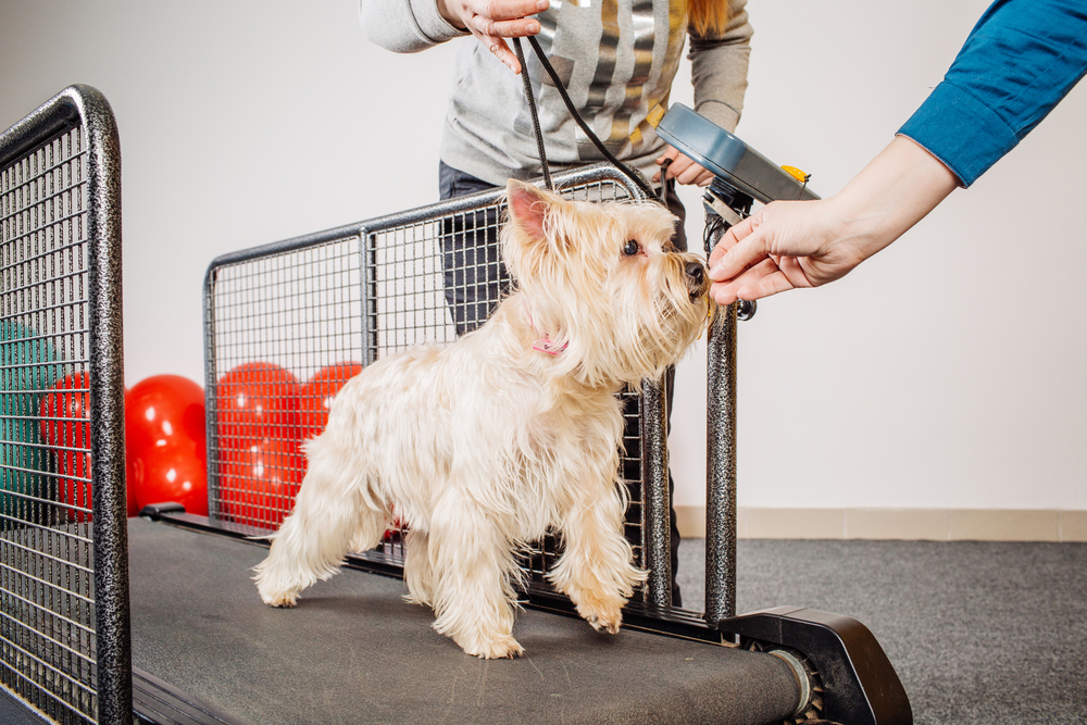 The Best Dog Treadmills - Dogtime