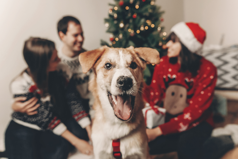 main image for the best gifts for dog lovers