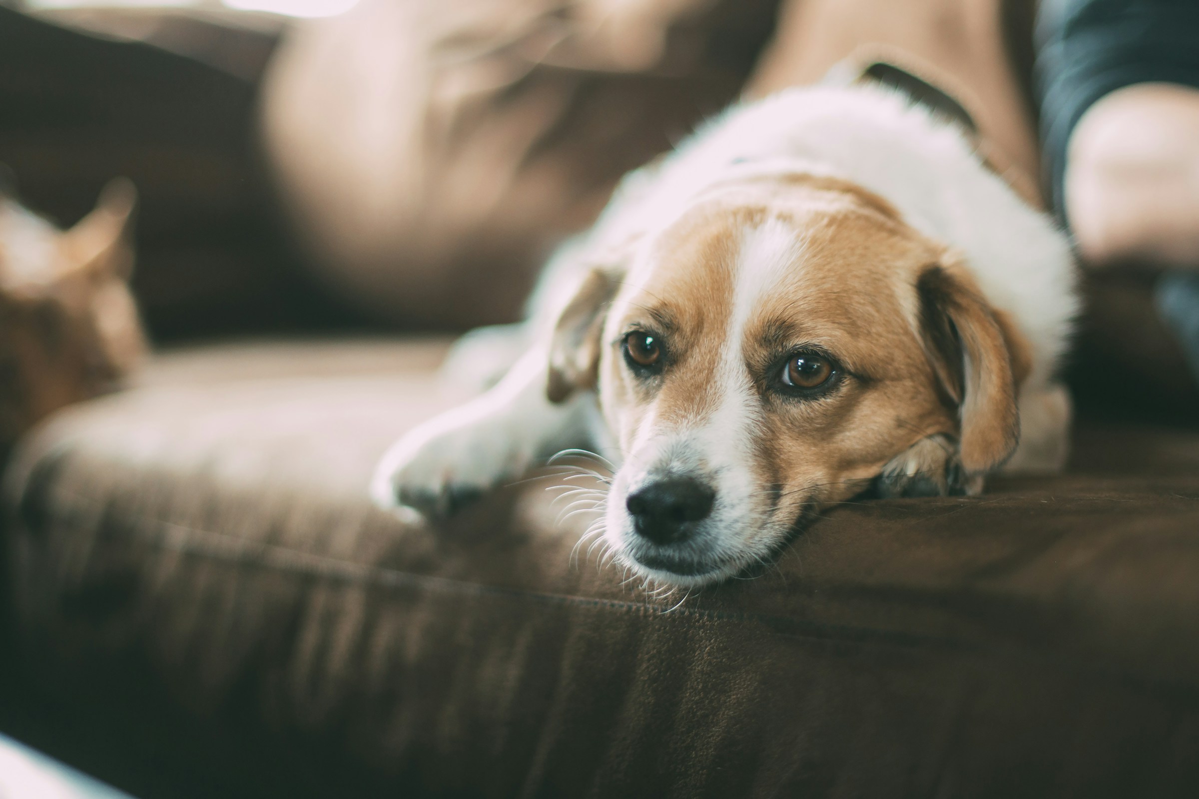 main image for the best couch beds for dogs in 2024