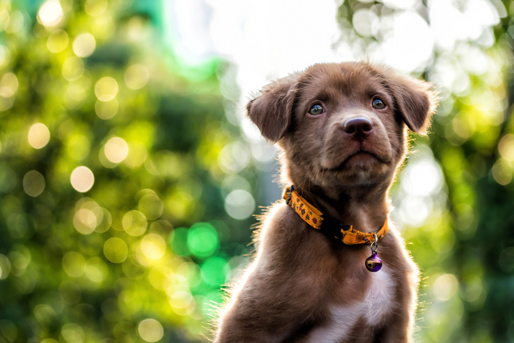 main image for the best puppy collars