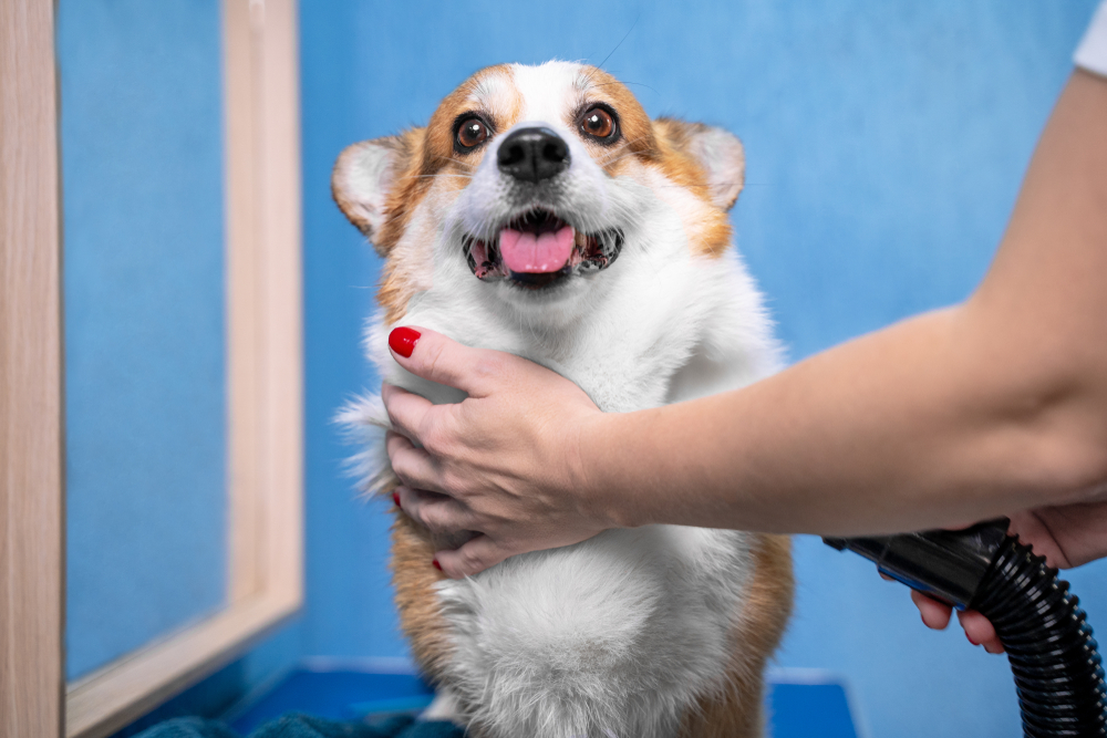 The Best Dog Grooming Vacuums Dogtime