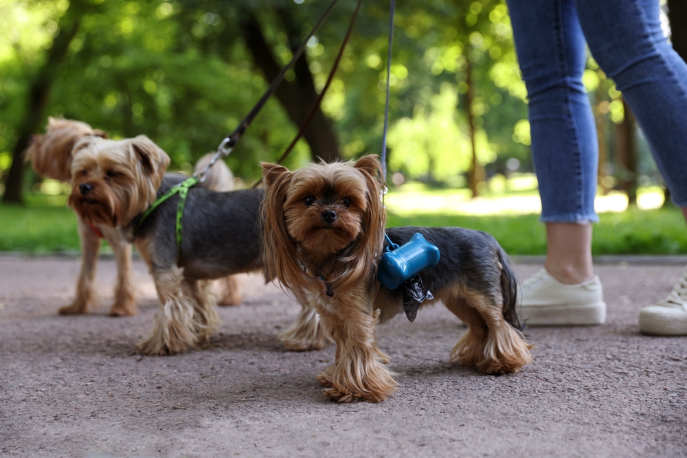 Best dog outlet poop bag holder