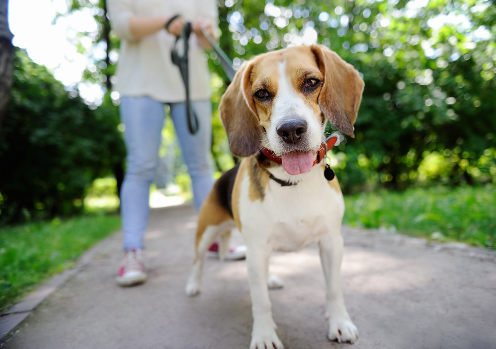 Best Leash and Collar Sets