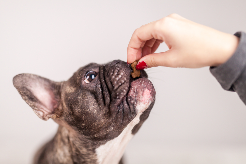 Best Dog Snacks