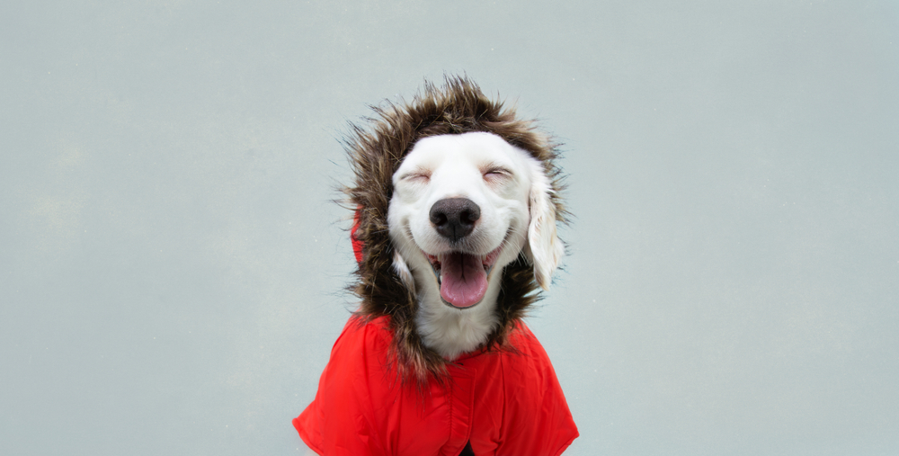 Best Dog Parkas