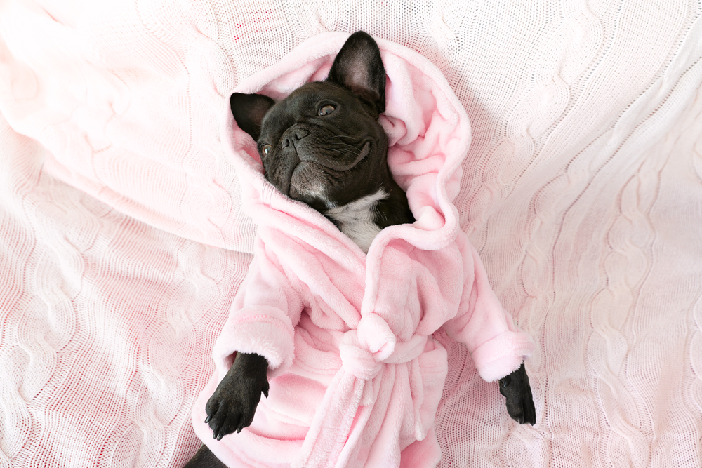 The Best Dog Bathrobes Dogtime