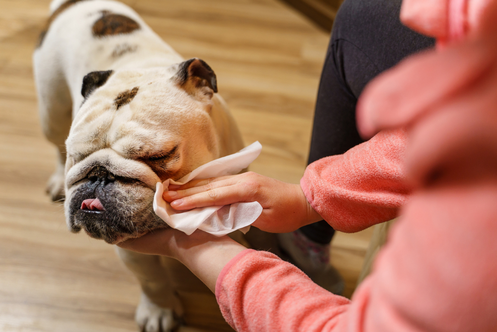 best dog paw wipes