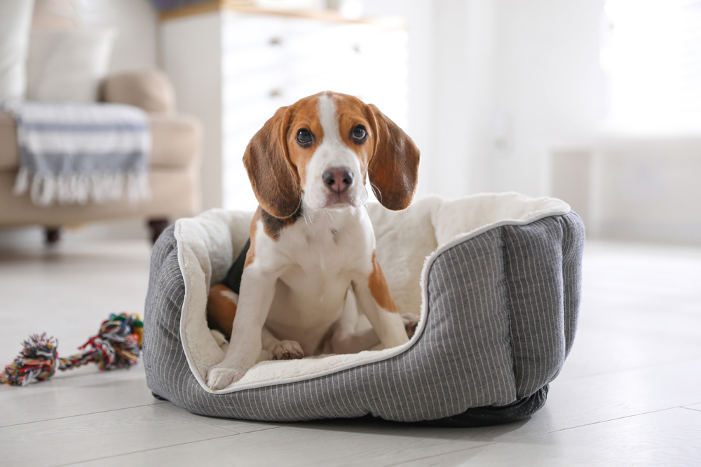 Best Pet Beds