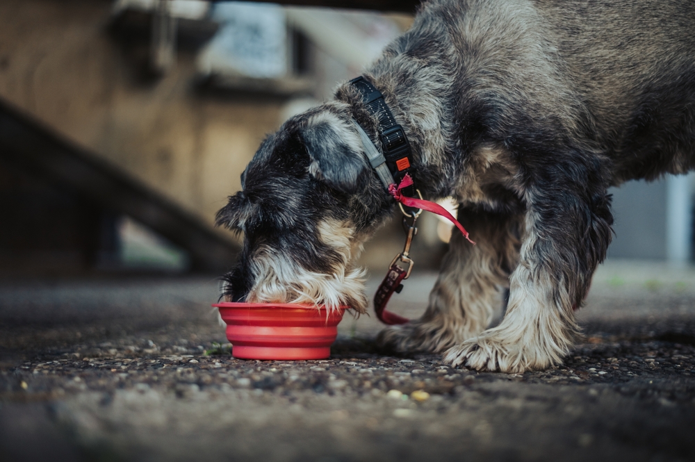 main image for the best collapsible dog bowls