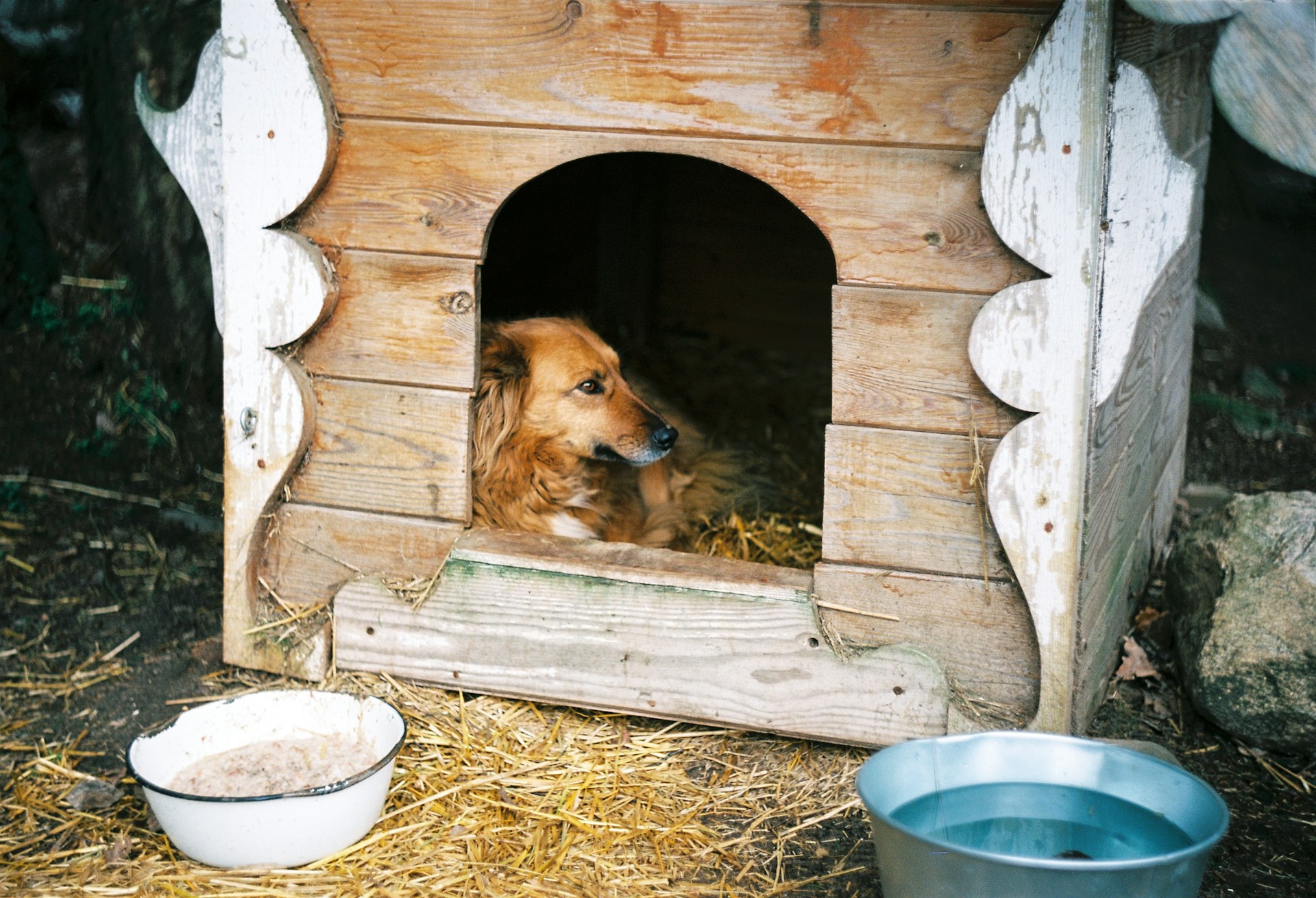 main image for the best large outdoor dog houses in 2024