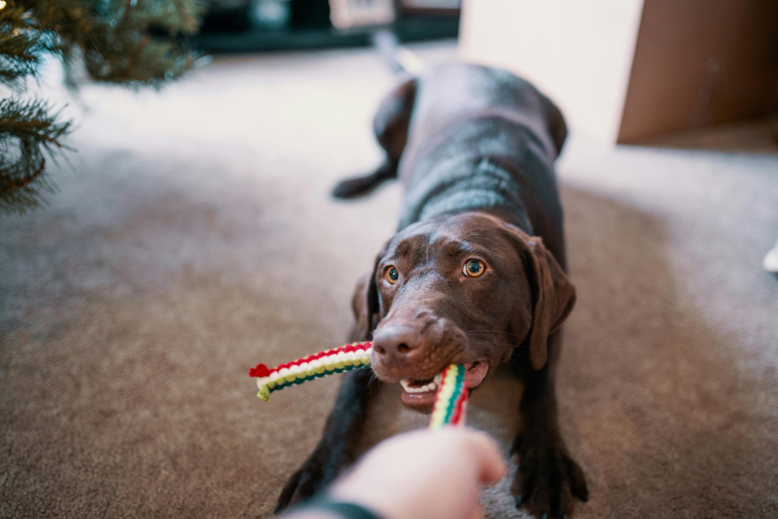 best stimulating dog toys