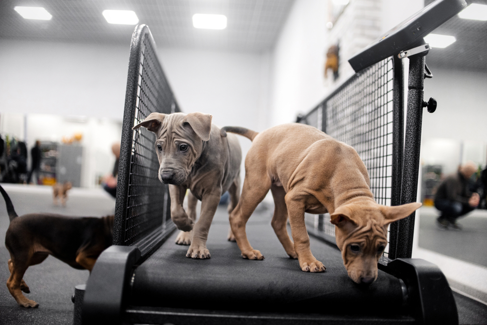 main image for best dog treadmill