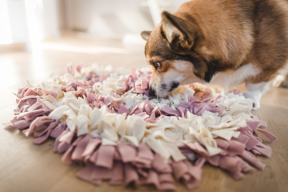  STELLAIRE CHERN Snuffle Mat for Small Large Dogs