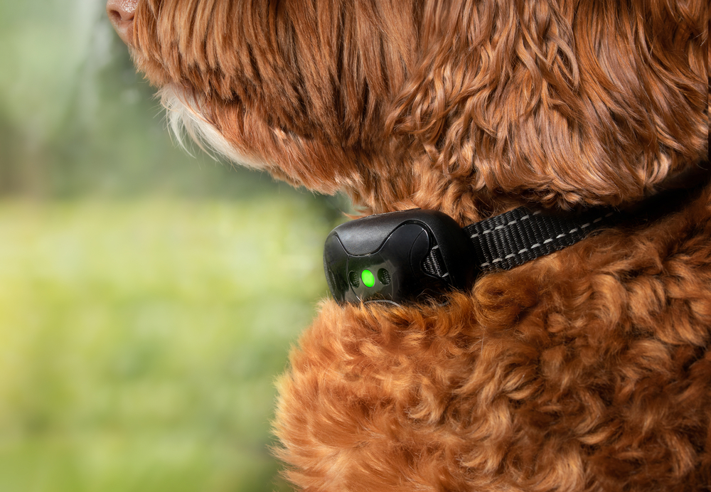 Best bark outlet control collar