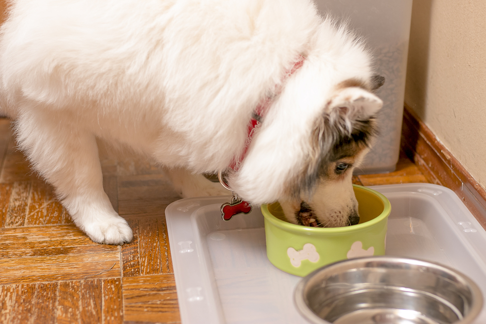 10 Best Dog Water & Food Bowl Mats – 2023 Reviews & Top Picks