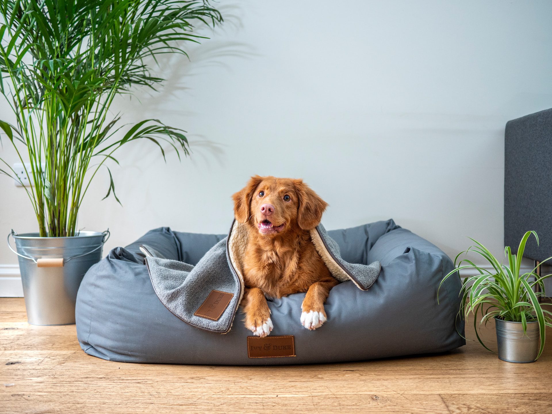 main image for the 5 best dog beds for your sleepy pooch