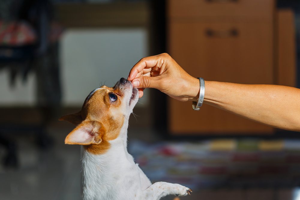 main image for the best mini dog treats for training purposes