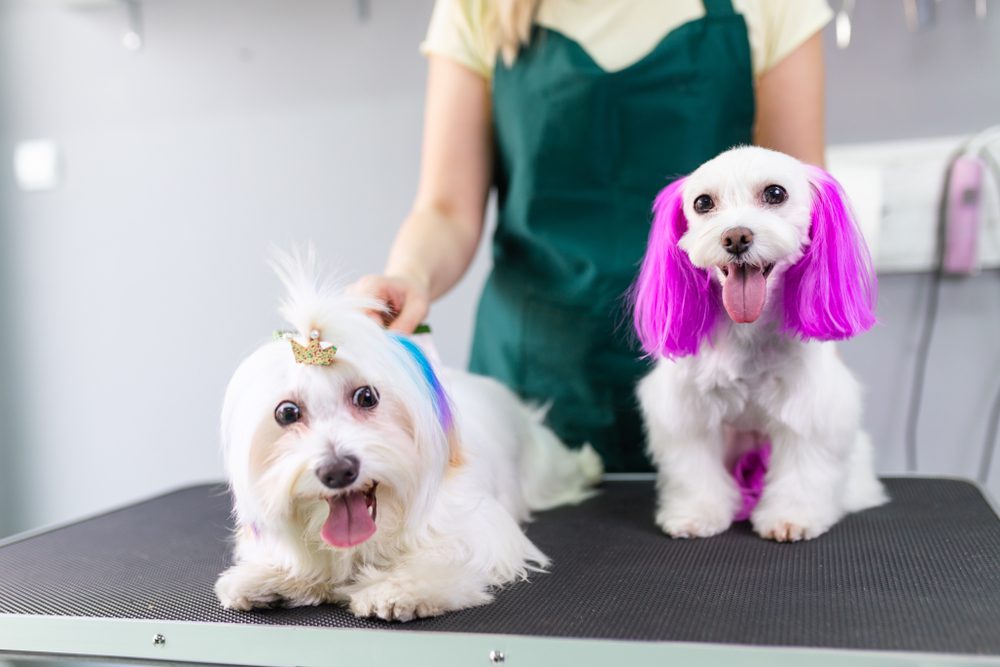 The Best Dog Hair Dyes That Are Safe For Pets Dogtime