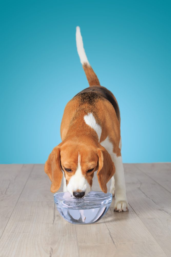 main image for the top 5 best glass dog bowls for clean chow