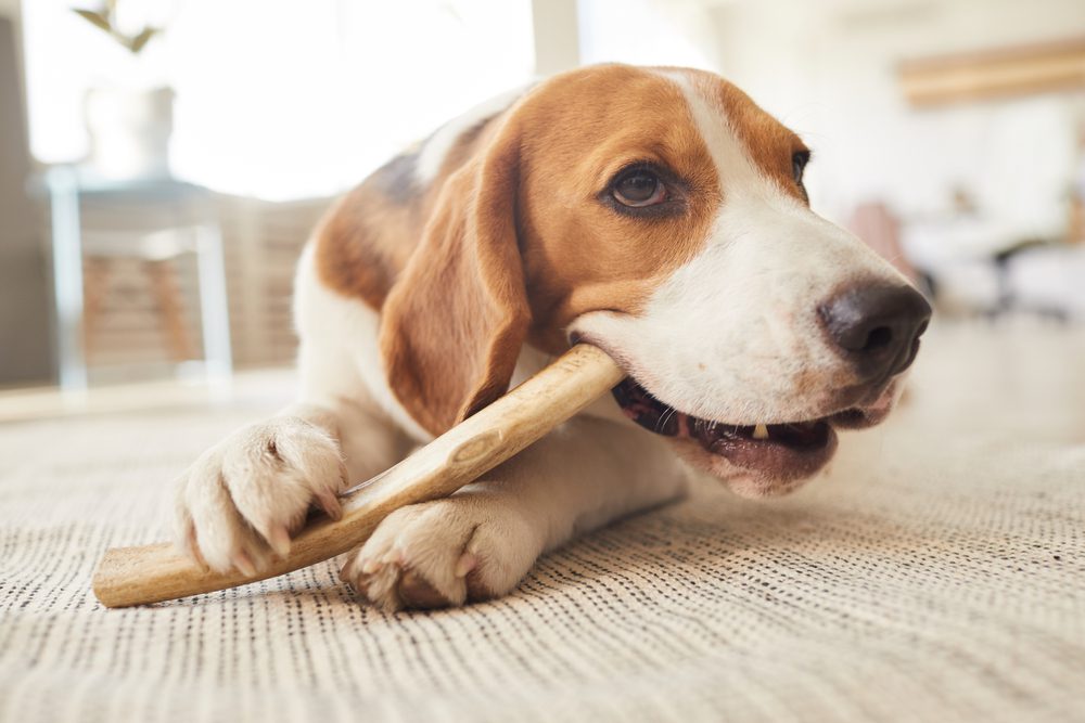 main image for the 5 best long-lasting dog treats to keep your pup busy