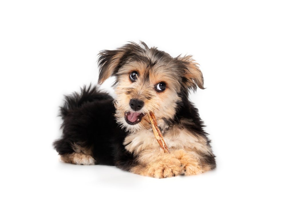 main image for our top 5 picks for the best puppy chew sticks for even the tiniest of puppies