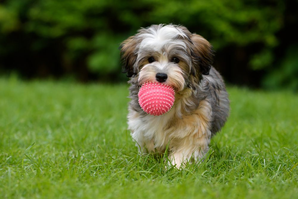 main image for the 5 best puppy toys for play