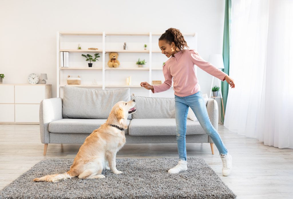 main image for the best dog treats for training