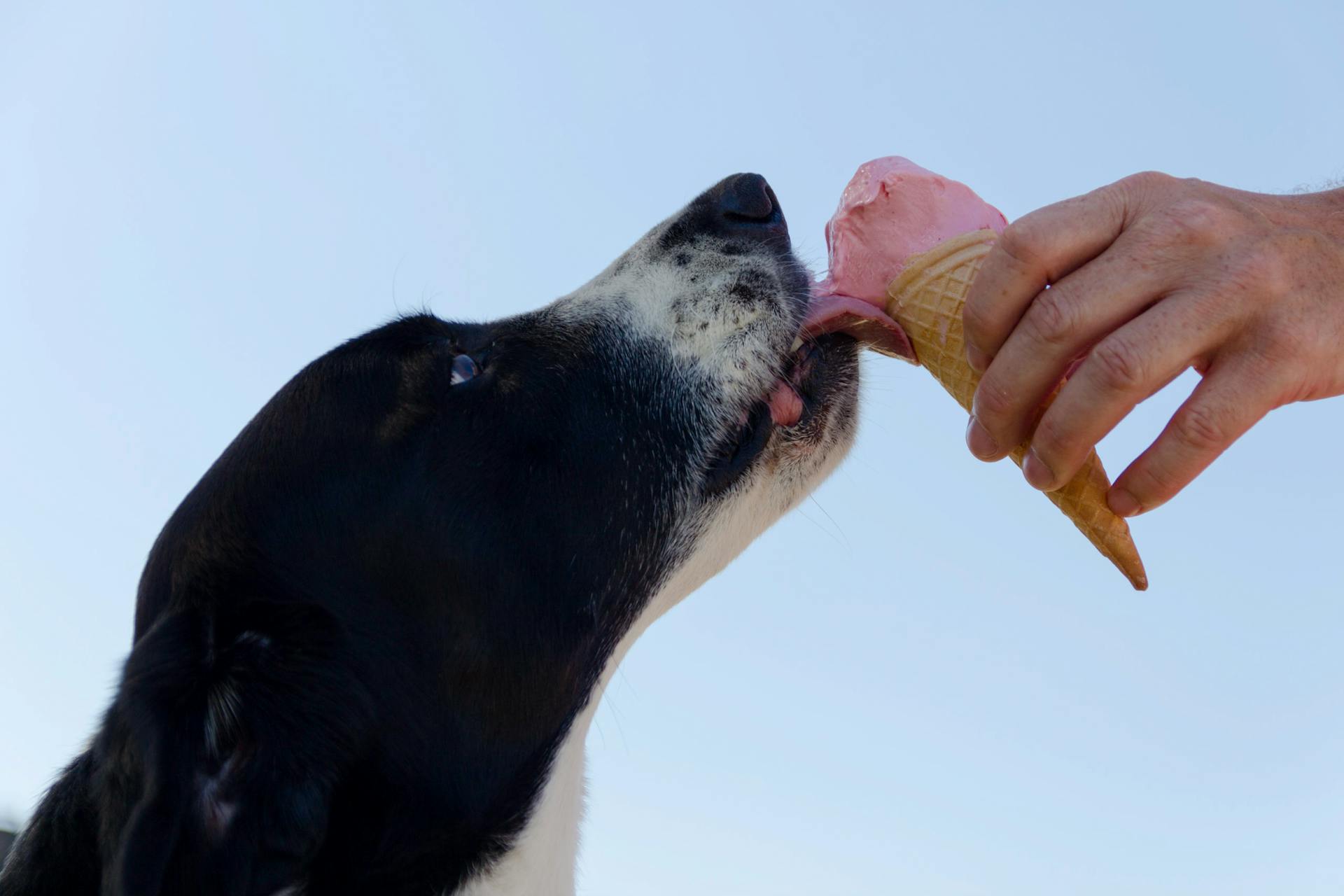 main image for the best ice creams for dogs in 2024