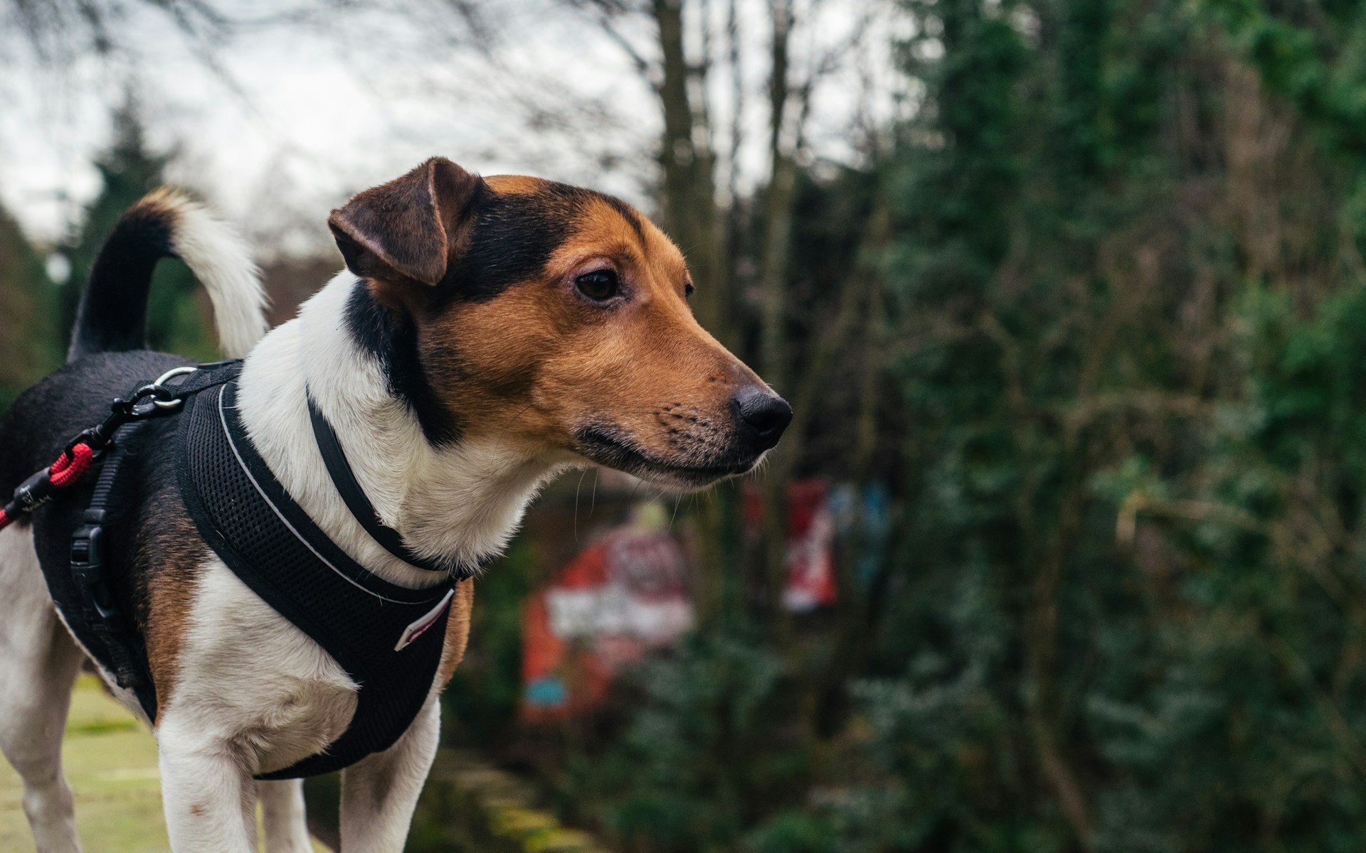 best large dog harnesses